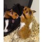 [ID: 1077180] junge, zutrauliche Goldhamst, Goldhamster - weiblich