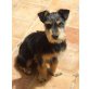 IDEFIX, kl.temperamentvoller WelshTerrierMischling - Rüde