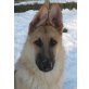 IGNAZ, Pflegestelle Niederösterreich, Schäfer-Mix - Rüde