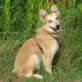 IKER, 40cm gr. Mix  (Collie?), kastriert,ca.2 Jahre - Rüde