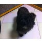 IKO, Pflegestelle Tiro, Kuschelkugel mit Power - süßer Terriermix  - Rüde