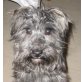 IKO, Pflegestelle Tirol, 5kg volle Power! ;-) Aufgeweckter Terriermix - Rüde
