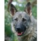 ILKE, Pflegestelle Niederösterreich, wunderschöne TSCHECHISCHE WOLFSHUND-Mix - Hündin