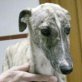 ILUSION, Galga, geb. ca. November 2010 Welpen - Hündin