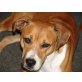 ILVA Ilvy, Pflegestelle Niederösterreich, freundliche, hübsche Staffordshire/TerrierMix - Hündin
