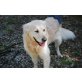 ILVAN, Pflegestelle Steiermark, stattlicher, rüstiger Golden Retriever - Rüde