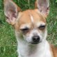ILVY, Chihuahua kurzhaariger Schlag - Hündin