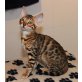 INCA BENGALKATZE JETZT ABGABEBEREIT!!!!!, Bengalkatze - Katze