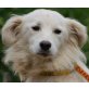 INCO, Pflegestelle Wien, besonders liebenswerter Spaniel/Spitzmix - Rüde