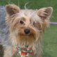 INDIA - Linares, Yorkshire-Terrier, kastriert - Hündin