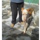 INDIGO, Podenco Canario - Rüde