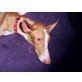 INDIO, Pflegestelle Hochneukirchen, Podenco - Rüde