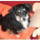 INDO - Pflegestelle Wien, süßer, liebenswerter SHELTIE-Mix - Rüde
