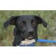INDRA, Pflegestelle Wien, wunderschöne, aktive Labrador/Jagdhundmix - Hündin