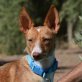 INES - Ubeda, Podenco - kastriert - Hündin