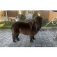 INEZ, Minishetlandpony - Stute