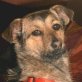 INGA, Mix - Hündin