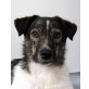 INGO, Pinscher-Spitz - Rüde