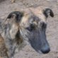 INNOCENTE, Galgo-Mix, geb. Dezember 2010 Welpen - Rüde