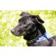 INO Chicco - Pflegestelle Oberösterreich, braver - eventuell PATTERDALE TERRIER - Rüde