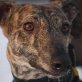 INOLA, Galga - Hündin