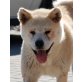 INUA - Pflegestelle Niederösterreich , sucht Lebensplatz bei Rassekennern AKITA INU  - Hündin