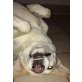 IOLI sucht  ihr Familienwunder......, Labrador Hirtenhund - Hündin