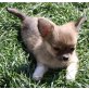 IQ, Chihuahua langhaariger Schlag Welpen - Rüde