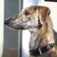 IRENE, Galga, kastriert, geb. Dezember 2010 - Hündin