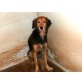 IRENE lieb und vorsichtig, Collie - Mix - Hündin