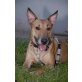 IRINKA 'Yvette', Pflegestelle Oberösterreich, Einzigartig+lieb! Bullterrier-Pinschermix - Hündin