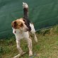 IRMA, Mix - Hündin