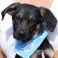 ISAAC - Ubeda, Schäferhund Mix - unkastriert Welpen - Rüde