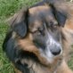 ISABEL, Mix, ca. 1 Jahr, kastriert - Hündin