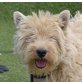 ISIDRA - Linares, West Highland White Terrier, kastriert - Hündin