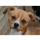 ISKO, ein kleiner Familienhund / Mischling - Rüde