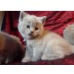 IVANA vom Simbaland, Britisch Kurzhaarkatze - Katze