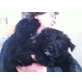 IVANO kuschelig und verschmust, Lagotto Romagnolo Welpen - Rüde