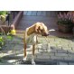 IVI, Podenco Mix - Hündin