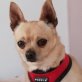 IVO - Linares, Chihuahua, kastriert - Rüde