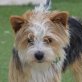 IVO - Linares, Terrier Mix, kastriert - Rüde