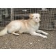 IVORY eine wahre Schönheit, Labrador - Retriever Mix - Hündin
