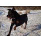 IVY 2, Pflegestelle Wien, Rottweiler Mix - Hündin