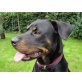 IVY 2, Rottweiler - Hündin