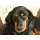 IVY, auf d.Suche nach Liebe+Geborgenheit/Mischlgs. - Hündin