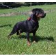 IZA, Rottweiler - Hündin