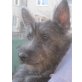 IZAK, Cairneterrier-Mix - Rüde
