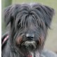 IZZY 2 - Pflegestelle Österreich, Berger des Pyrenees-Mix - Rüde