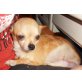IZZY 3, Pflegestelle Niederösterreich, kleine, tapfere Zuckermaus - Chihuahua - Hündin