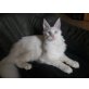 Ice Blue, Maine Coon - Kater